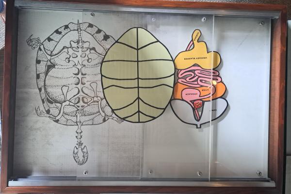 Turtle anatomy interactive