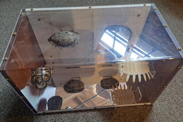 Turtle shell display case