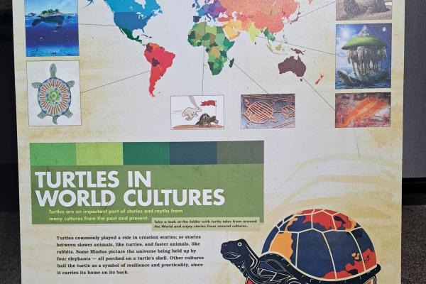 world turtle panel