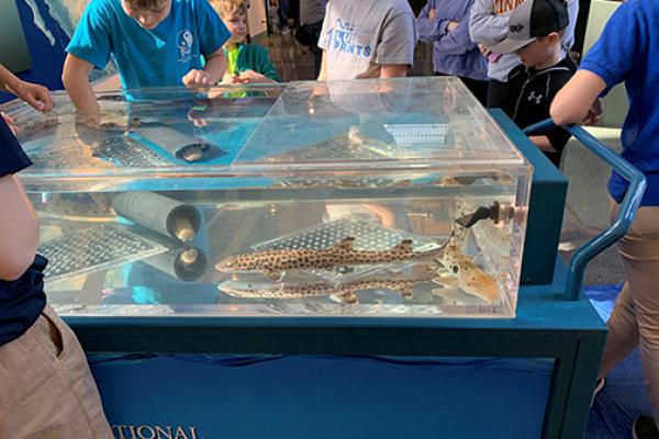 mobile shark tank program