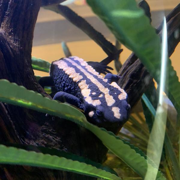 newt