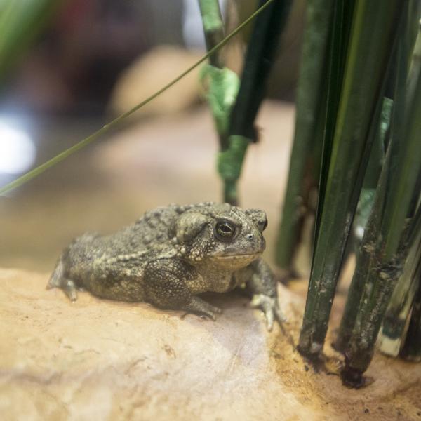 wyoming toad