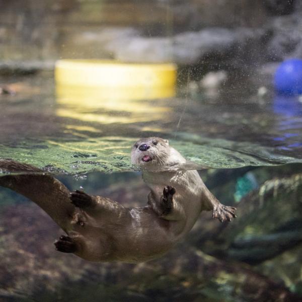 Otter