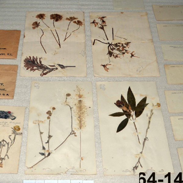 herrmann herbarium image