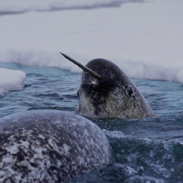 narwhal photo