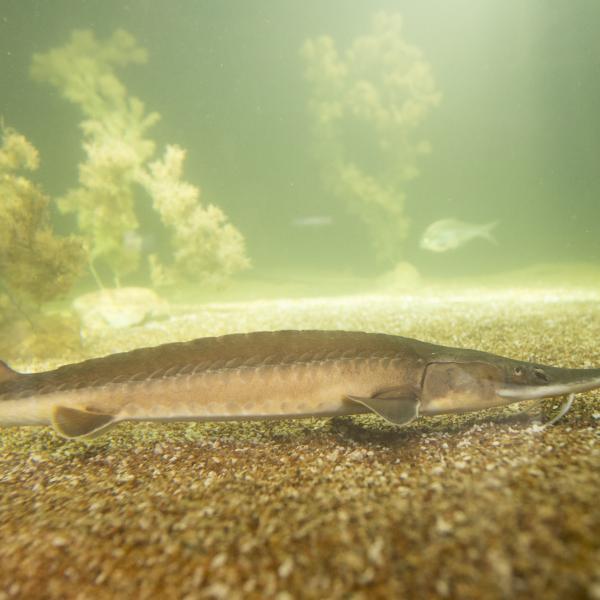 Sturgeon