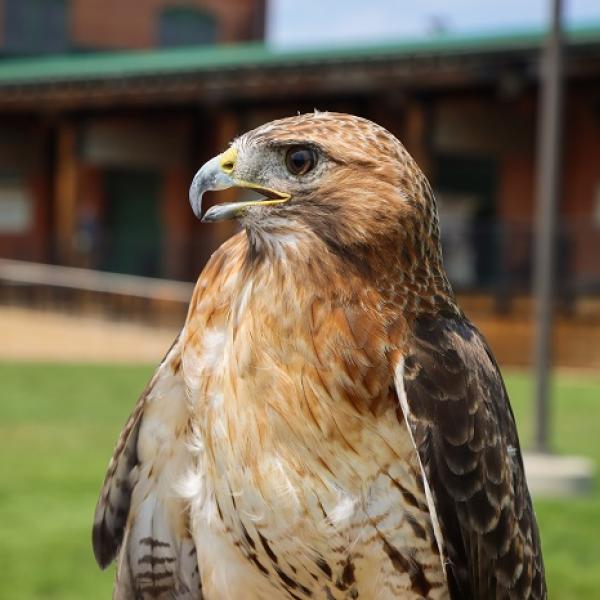 red-tailed hawk