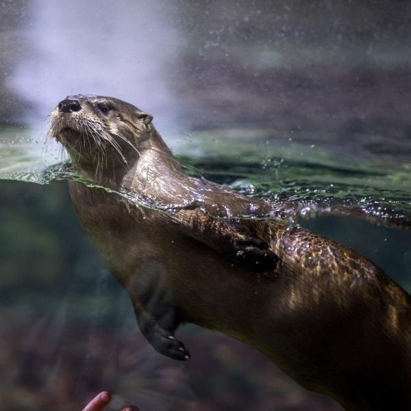 North American River Otter