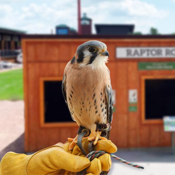 American Kestrel