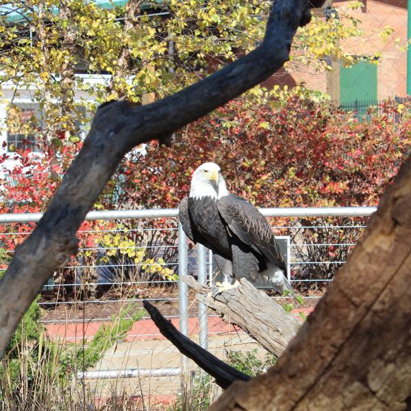 Bald Eagle