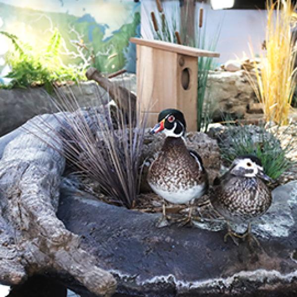wood ducks
