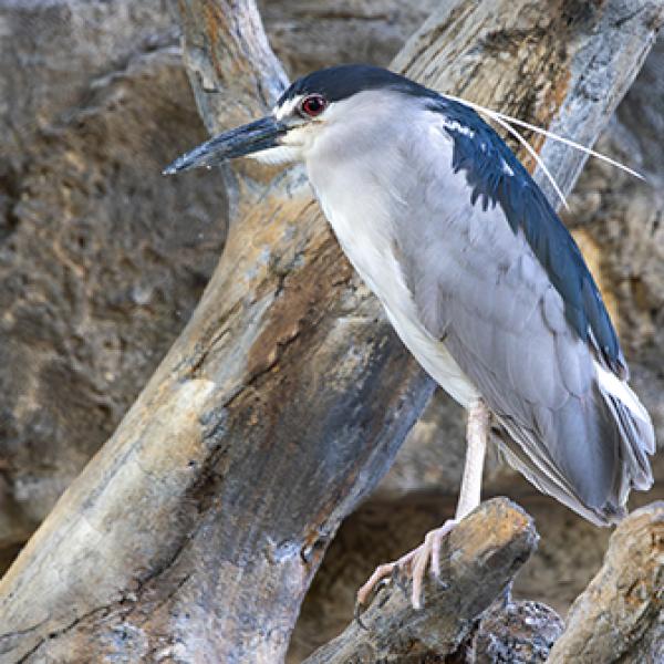 black crowned night heron