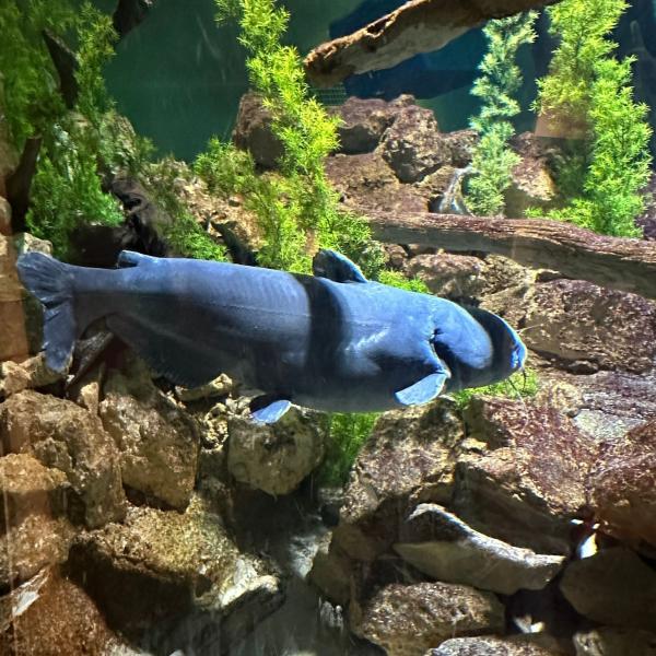 blue catfish