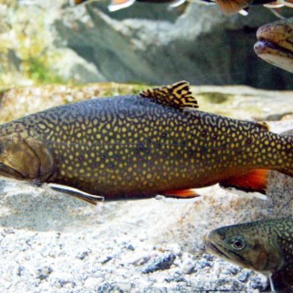 brook trout