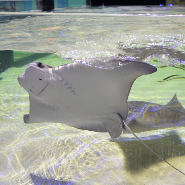 Cownose Ray