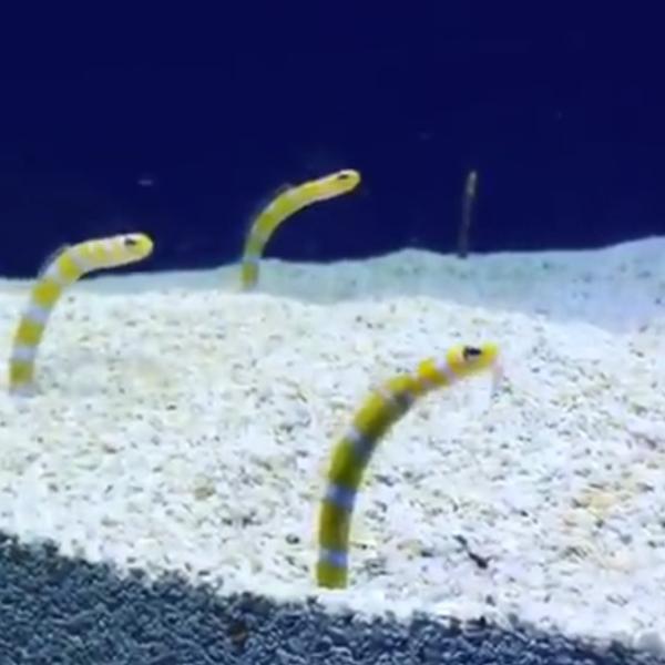 yellow garden eel