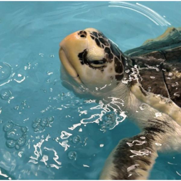 Kemp's Ridley sea turtle