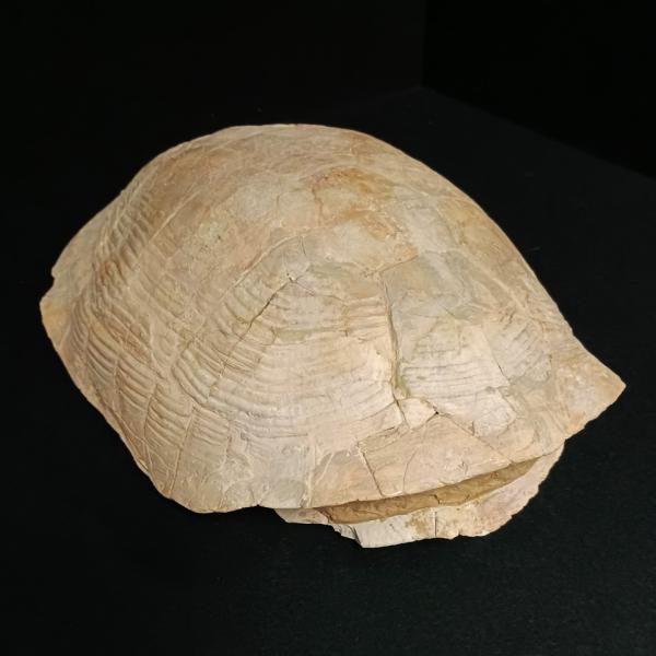 Stylemys Nebrascensis