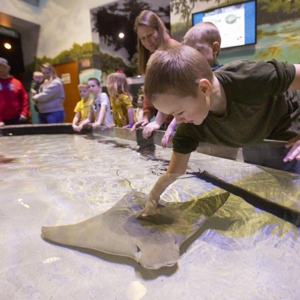 Boy petting Stingray