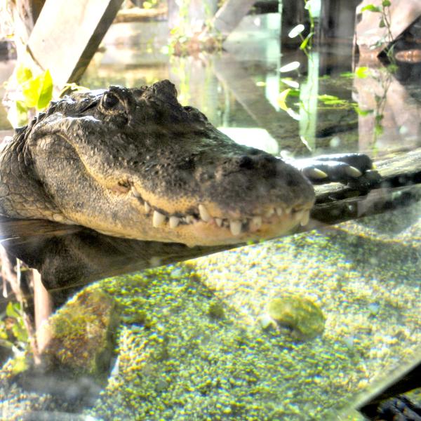 American Alligator