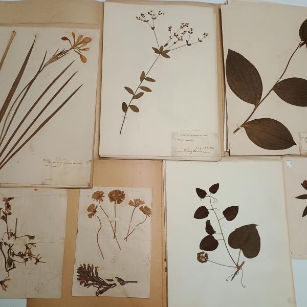 The Herbarium of Henry Herrmann