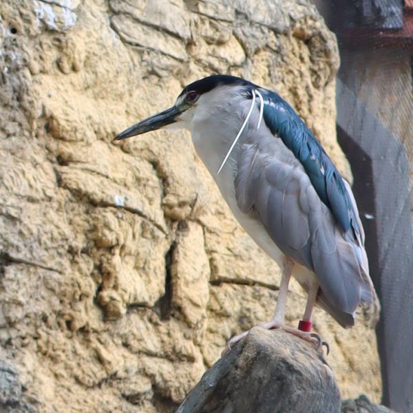 black crowned night heron