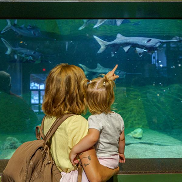 paddlefish aquarium