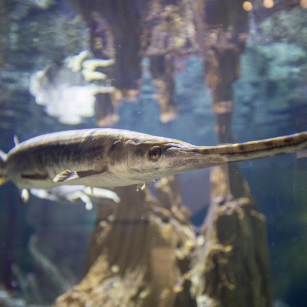 Alligator Gar