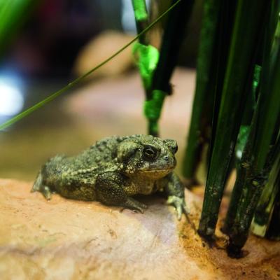 Wyoming Toad