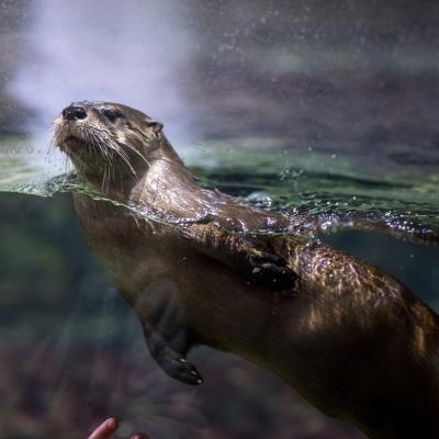 North American River Otter