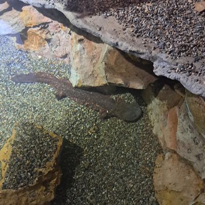 Hellbender Photo