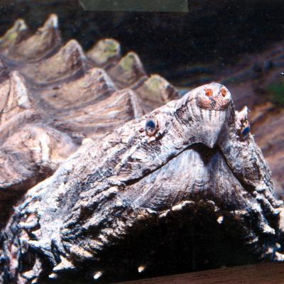 Alligator Snapping Turtle