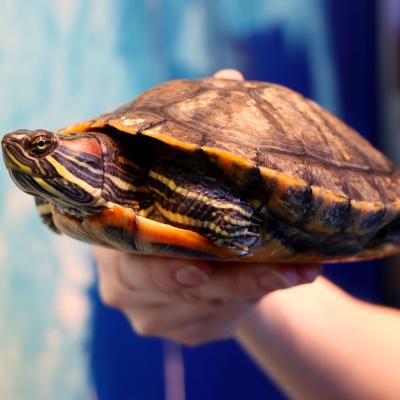 Red-Eared Slider