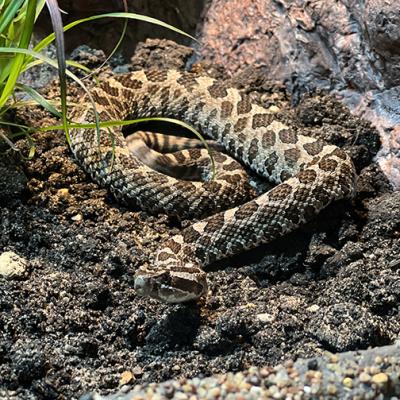 eastern massasauga rattlesnake