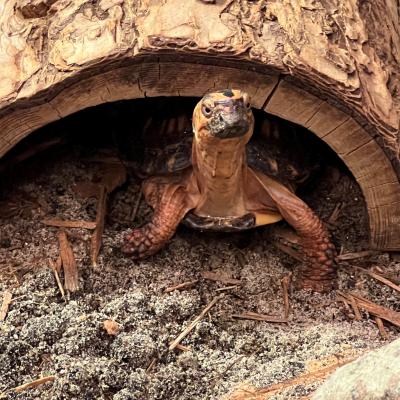 Eastern Box Turtle