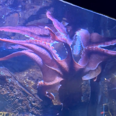 Giant Pacific Octopus