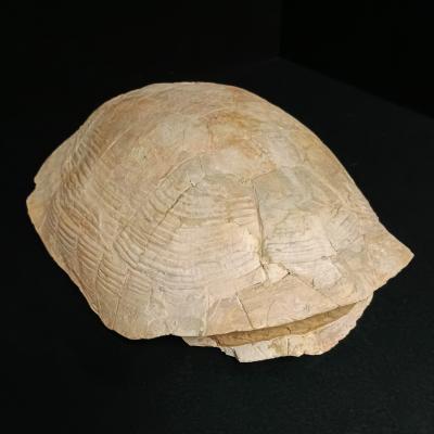 Stylemys Nebrascensis