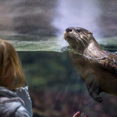 Girl looking at river otter