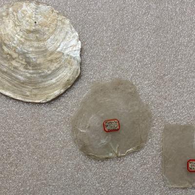 Windowpane Oysters (Capiz Shell)