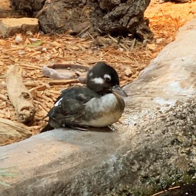 Female Bufflehead Duck
