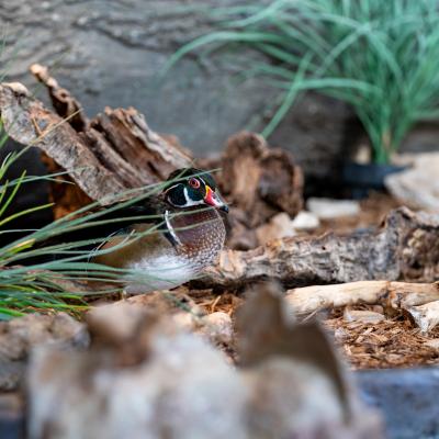 wood duck