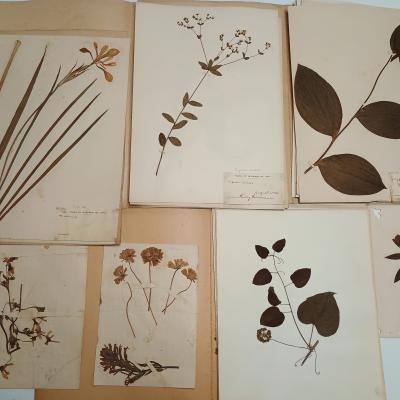 The Herbarium of Henry Herrmann