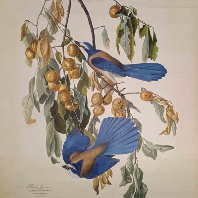 Florida Scrub Jay 