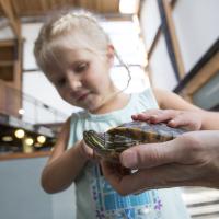 Girl looking at turtle during creature feature