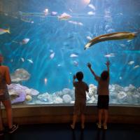 Gulf of Mexico Aquarium