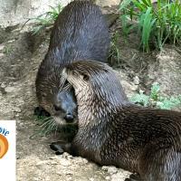 river of love logo with otters